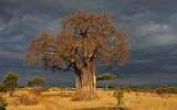 TANZANIA - Tarangire National Park - 48 Baobab